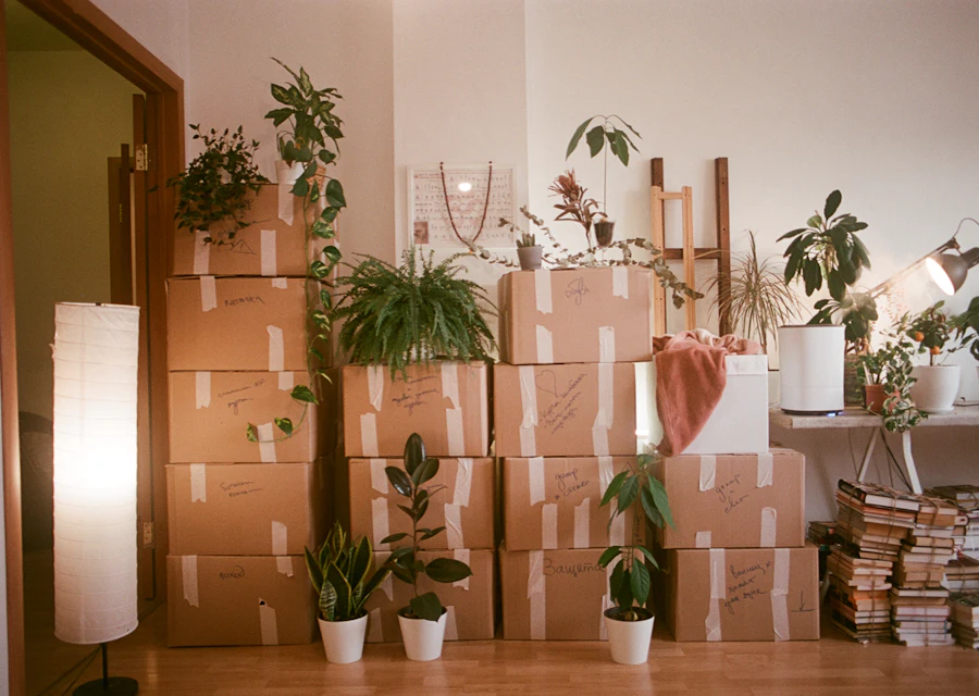 Room with moving boxes and potted plants